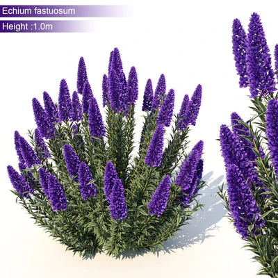Echium candicans — Скачать
