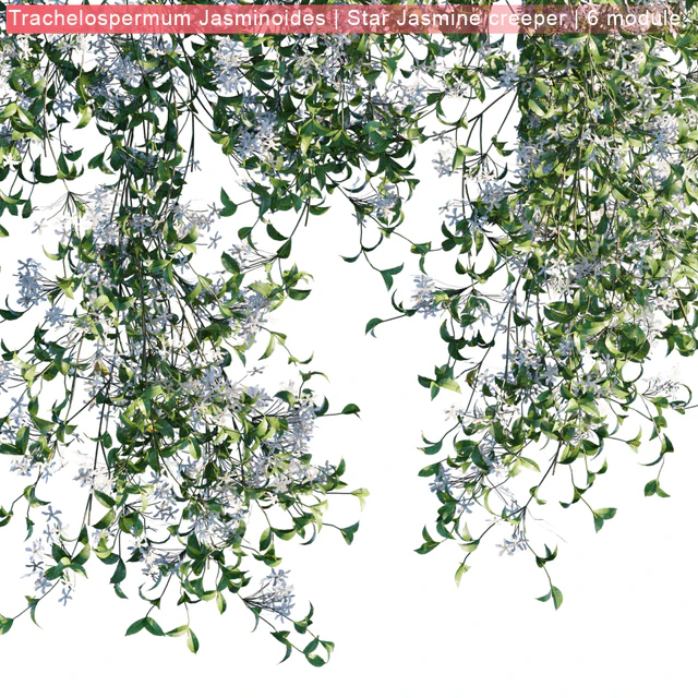 Trachelospermum Jasminoides | Star Jasmine creeper | 6 module — Скачать