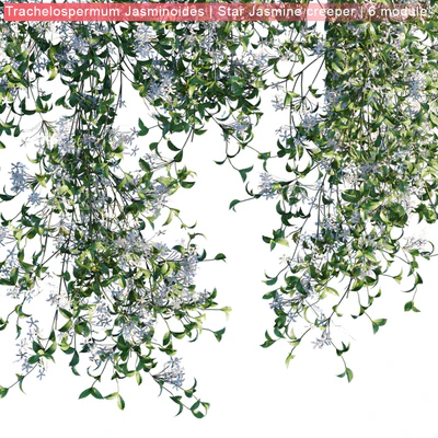 Trachelospermum Jasminoides | Star Jasmine creeper | 6 module — Вид 2
