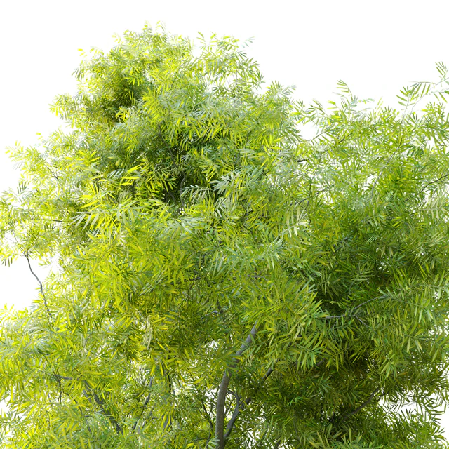 Acacia retinodes (water wattle) — Скачать