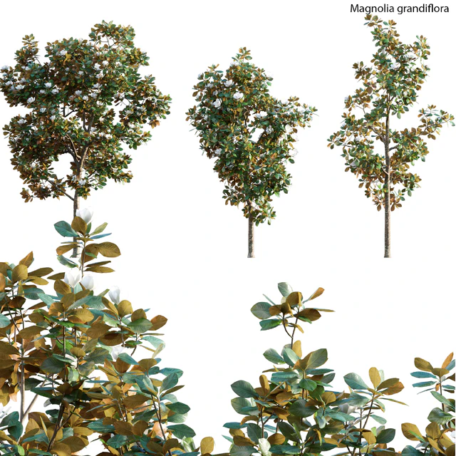 Magnolia grandiflora — Descargar