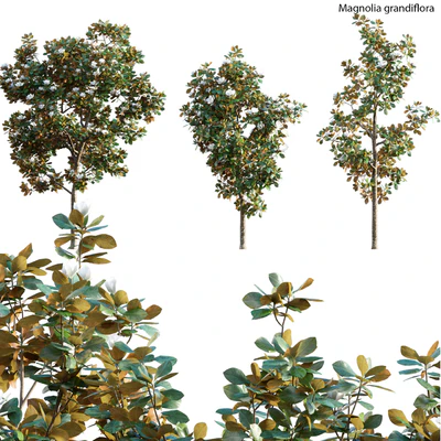 Magnolia grandiflora — Ver 1