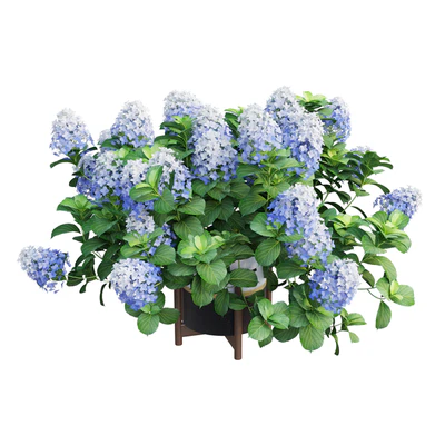 Plants Hydrangea set 10 — Вид 4