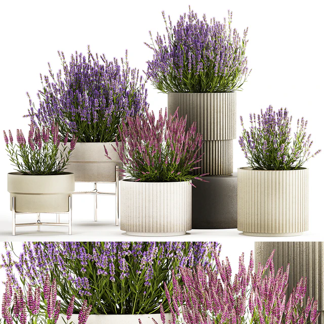 Wildflower bushes in outdoor flowerpots from lavender, catnip, sage, Plant Collection 1193 — Descargar