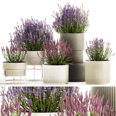 Wildflower bushes in outdoor flowerpots from lavender, catnip, sage, Plant Collection 1193 — Ver 1