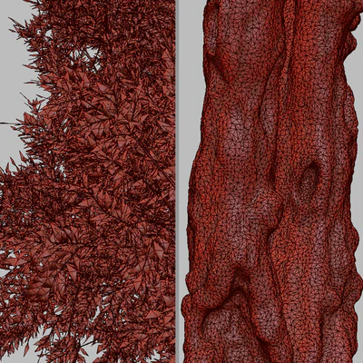 Set of Eucalyptus Camaldulensis Tree ( River Red Gum ) (2 Trees) — Вид 3