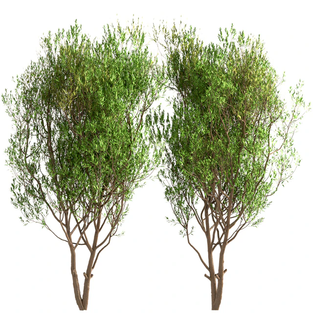 Set of Salix Alba Trees (White Willow) (2 Trees) — Descargar