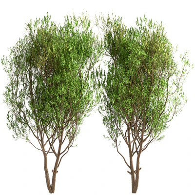 Set of Salix Alba Trees (White Willow) (2 Trees) — Ver 2