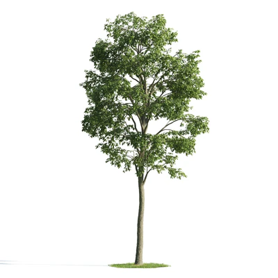 trees 048 — Descargar