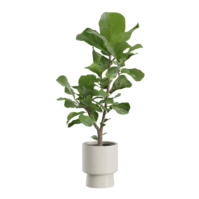 Ficus Lyrata Fiddle leaf — Descargar