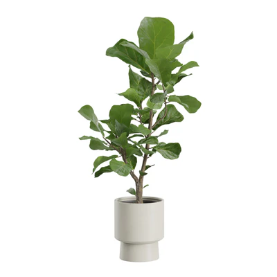 Ficus Lyrata Fiddle leaf — Ver 2