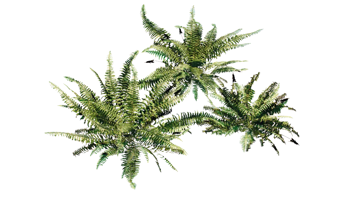 boston fern 001 — Скачать