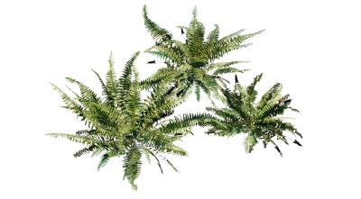 boston fern 001 — Скачать