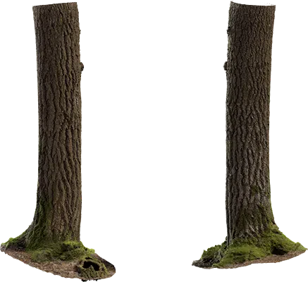 aspen tree trunk 001 — Descargar