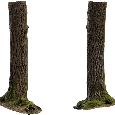aspen tree trunk 001 — Descargar