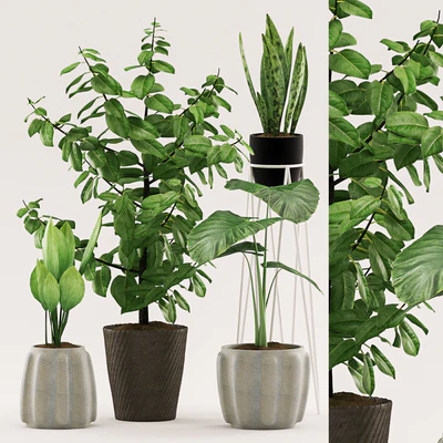 Plants 109 — Вид 1