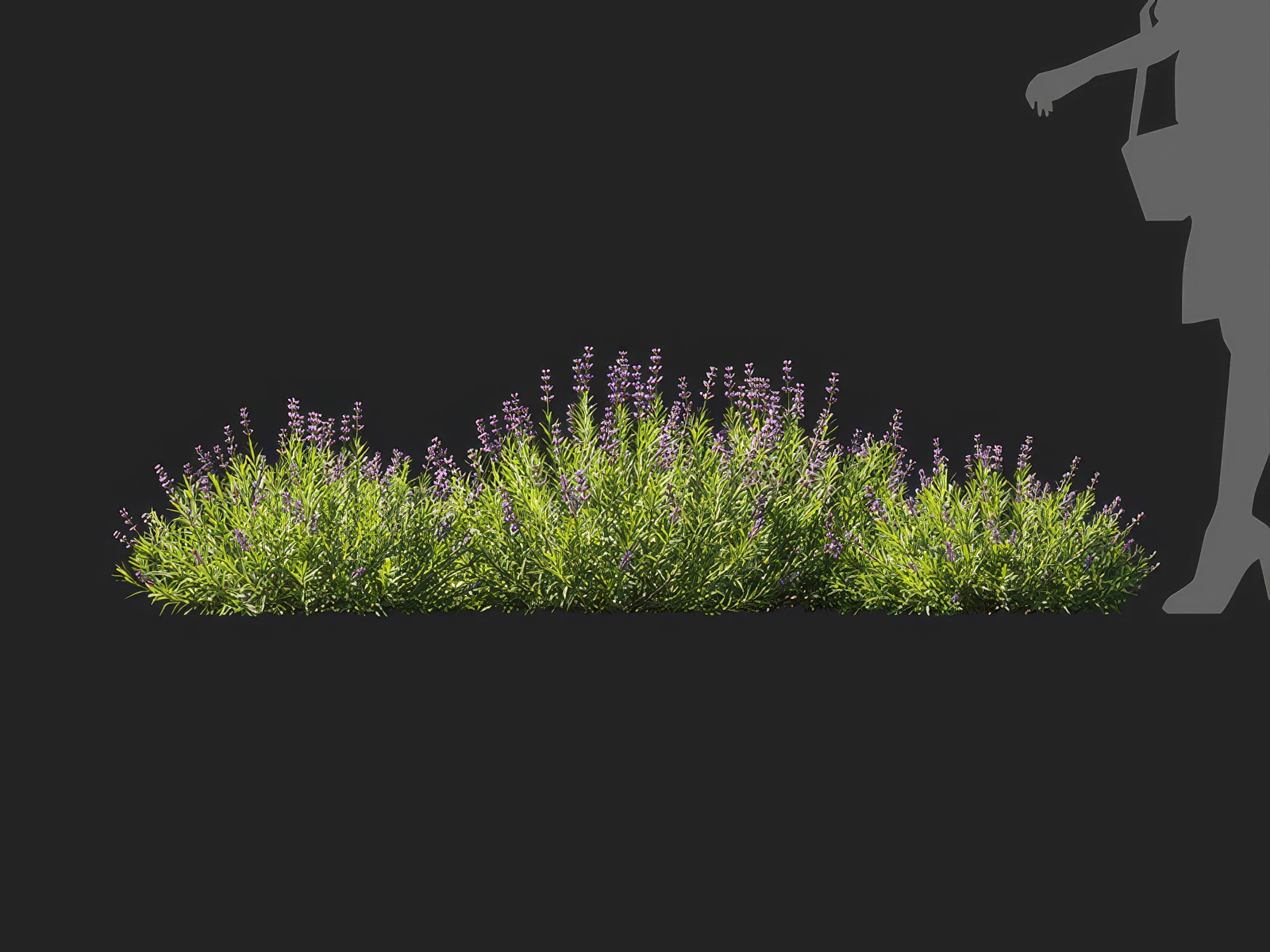 lavandula angustifolia 005 — Скачать
