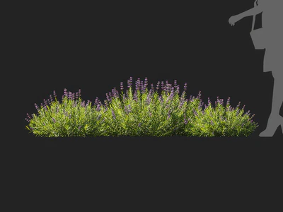 lavandula angustifolia 005 — Скачать