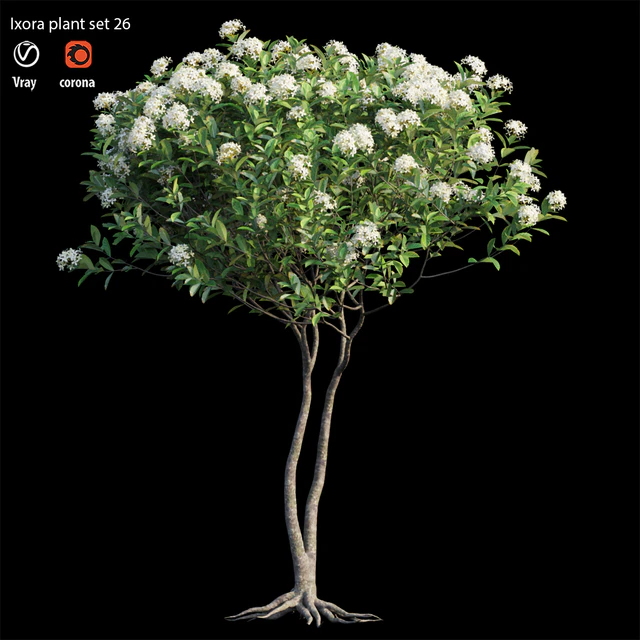 Ixora plant set 26 — Descargar