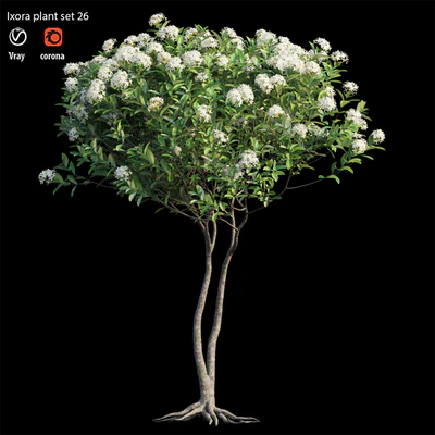 Ixora plant set 26 — Ver 1