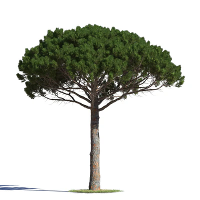 coniferous trees 014 — Скачать