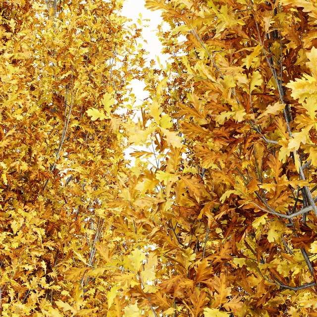 Cypress Oak Fall 5 tree — Descargar