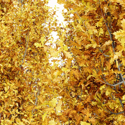 Cypress Oak Fall 5 tree — Ver 2