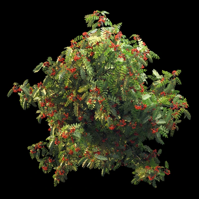 Rowan 4 meters — Descargar