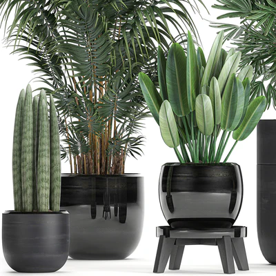 A collection of beautiful small plants in black pots and vases with Palm, Rapeseed, strelitzia. Set 738. — Ver 3