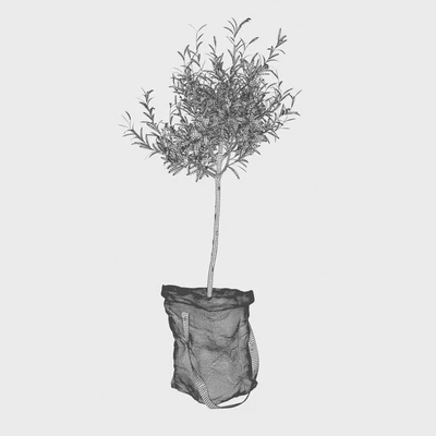 Olive tree in bag — Ver 2