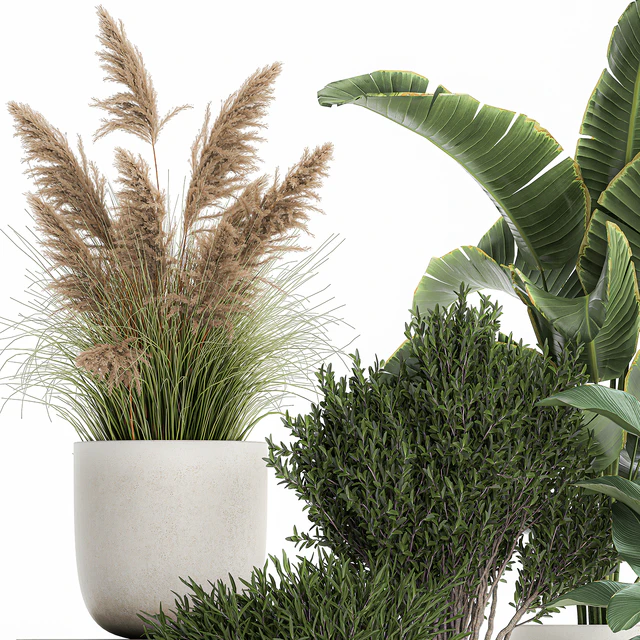 Collection of plants in outdoor pots from white pampas grass, tree, banana, Calathea lutea. 1095. — Descargar