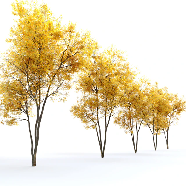 Autumn summit green ash (Fraxinus pennsylvanica Summit) — Descargar