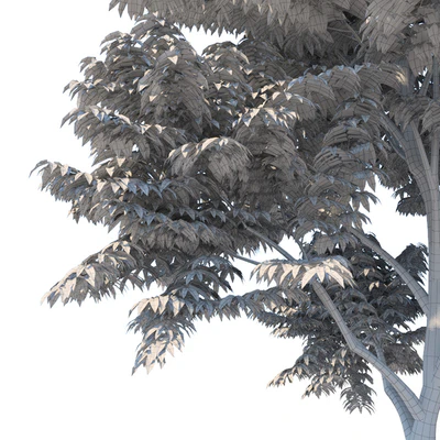 Fraxinus excelsior — Ver 2