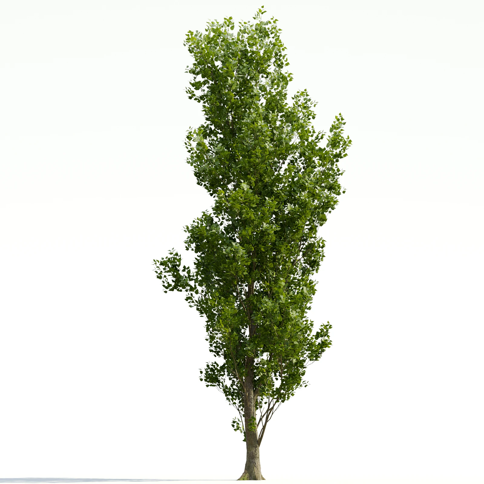 trees and barks 035 — Descargar
