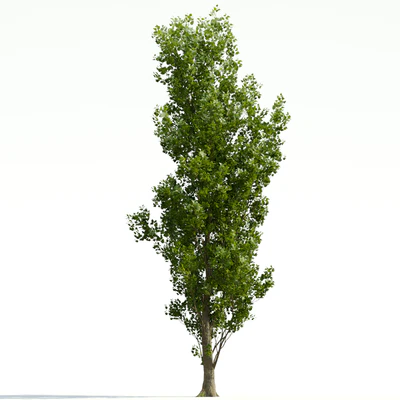trees and barks 035 — Descargar