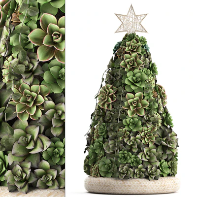 Plant Collection 420. succulents, Christmas tree, cake, Echeveria — View 1