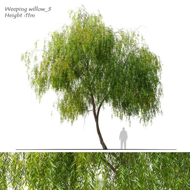 Weeping Willow 3 — Скачать