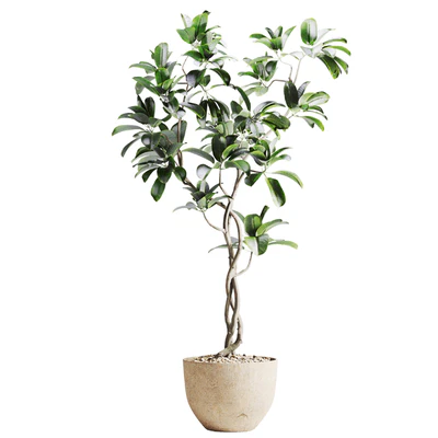 ficus plant in pot — Вид 2