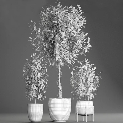 A collection of small beautiful trees in black pots with Ficus Benjamin. Set 553. — Ver 2