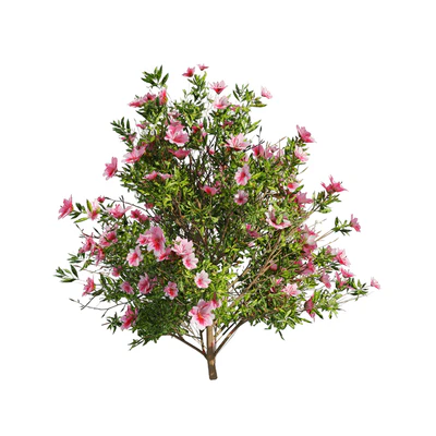 4 spring Azalea Flower Bush — Ver 2