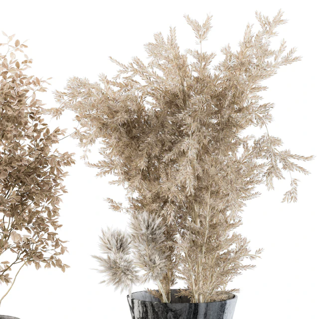 Dry plants 43 - Dried Plant Pampas — Descargar