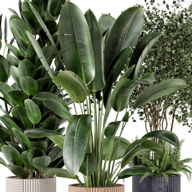 Indoor Planters in Cecilia Ficonstone Pot - Set 350 — Скачать