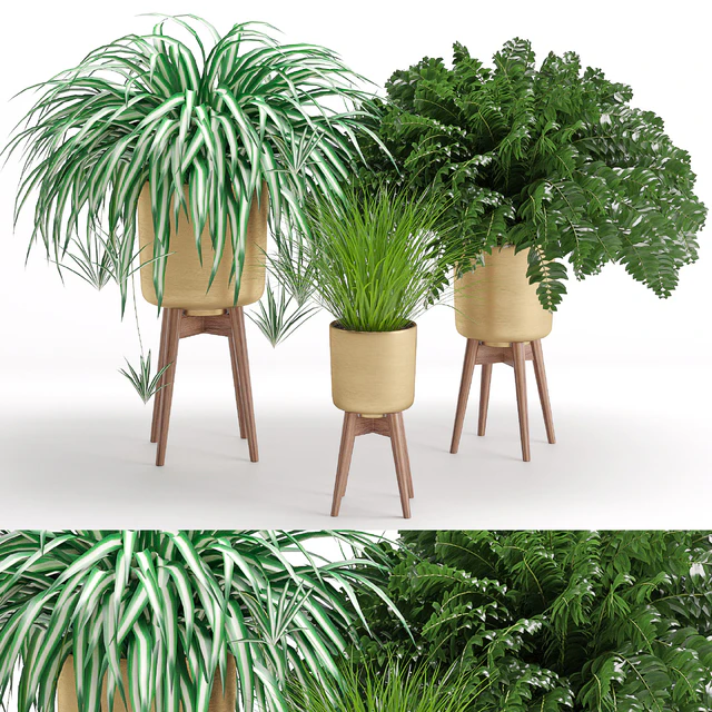 Houseplant 30 — Descargar