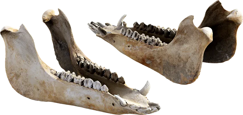 animal jaw bone 002 — Descargar