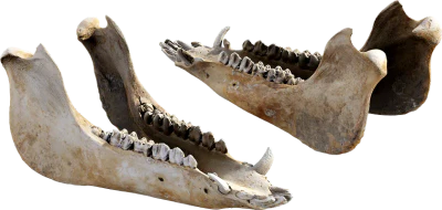 animal jaw bone 002 — Descargar