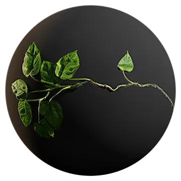 money plant vine 001 — download
