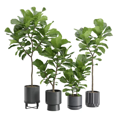 Ficus Lyrata in Dark Planters — Ver 1