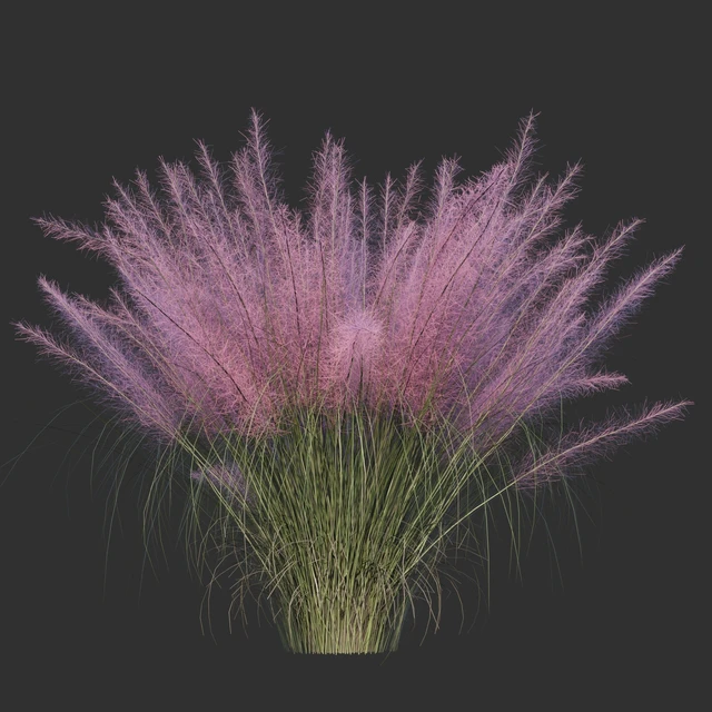 Muhlenberg hairy / Muhlenbergia capillaris — Descargar