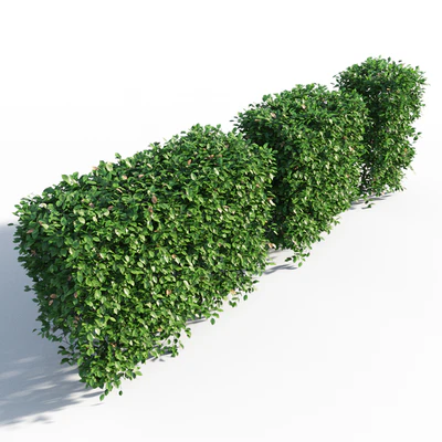Hornbeam hedge — Ver 4