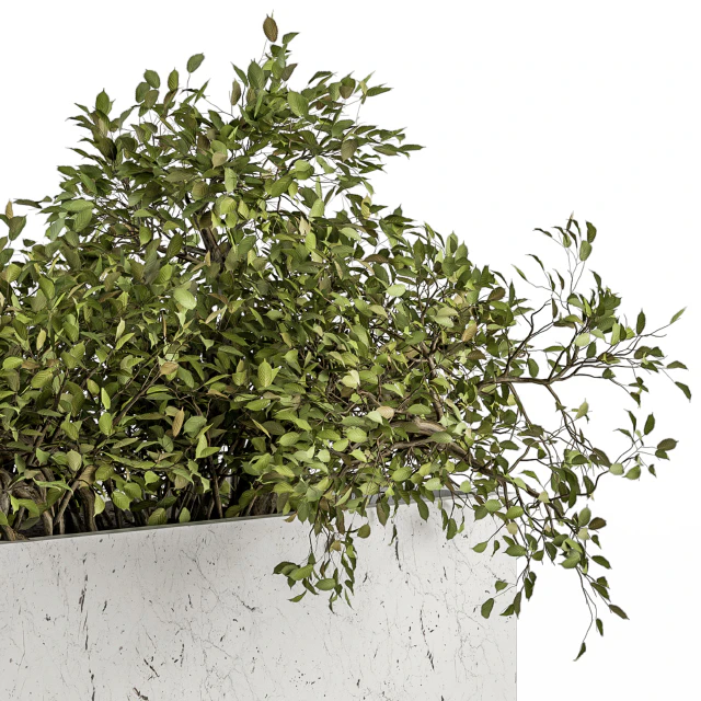 indoor Plant Set 235 - Plant Set in Box — Скачать
